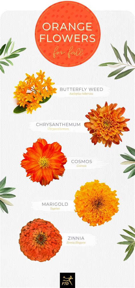 orange flowers names